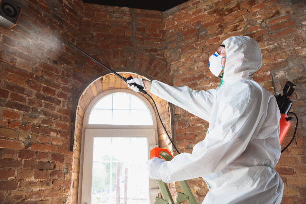 Why You Should Choose Our Mold Remediation Services in South Oroville, CA